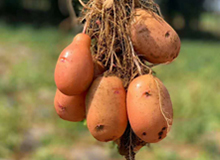 谣言：吃土豆容易发胖